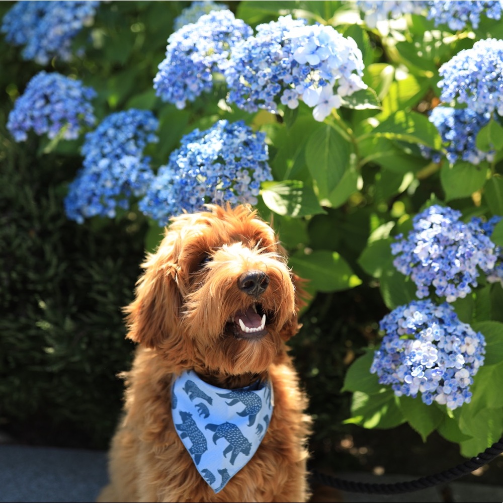Mamma and baby bear dog Bandana